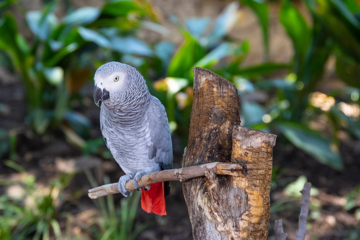 An African Grey parrot perched on a branch — the same species as N'kisi, the language-using parrot tested for telepathy