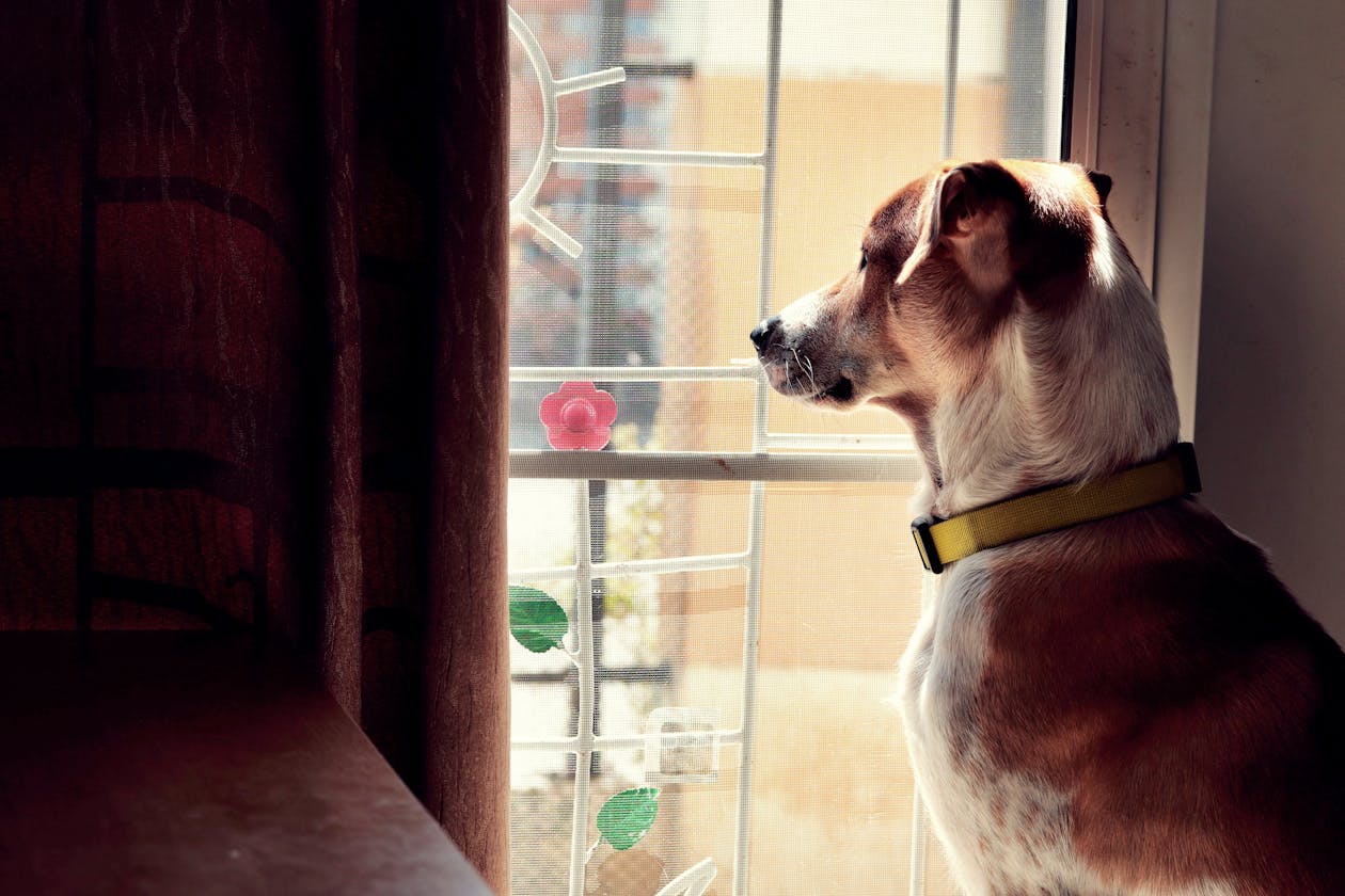 A scruffy mixed-breed terrier similar to Jaytee, the dog at the center of Sheldrake's telepathy experiments